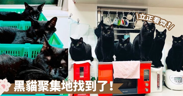 廚房被霸佔了！六隻黑貓在廚房監督餐食的製作過程啦~喵：別想偏心，都看在眼裡喔