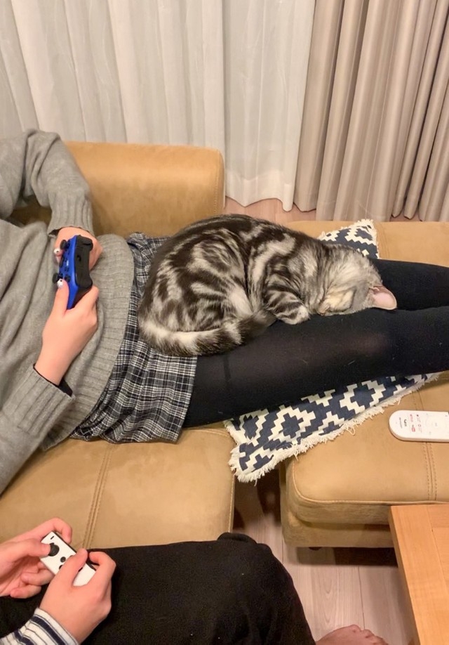奴才:睡吧~睡吧~