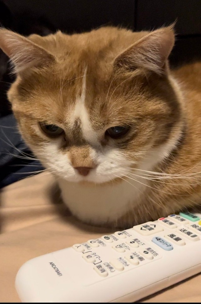 喵：哼！你再哄哄吧~