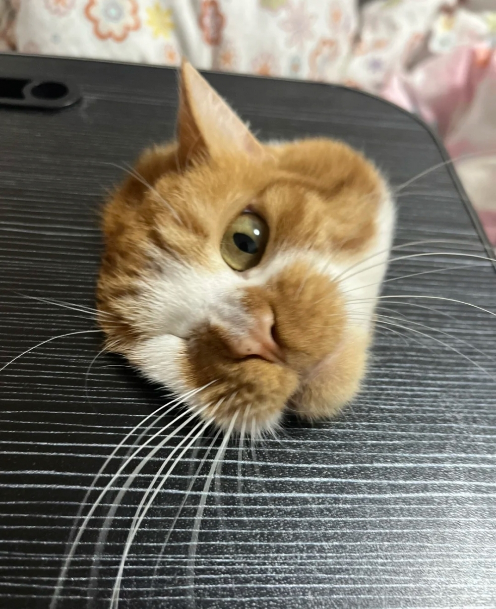 奴才：就怕是肉肉多啊