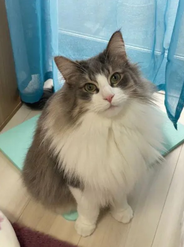 喵：別再說了，朕不好意思啦