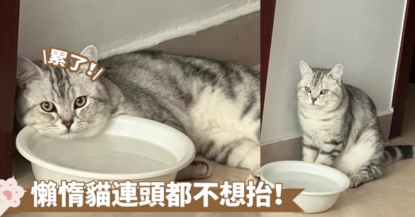 頭很重嗎？這是不是大頭貓咪才有的困擾啊~奴才：看你什麼時候會翻車！