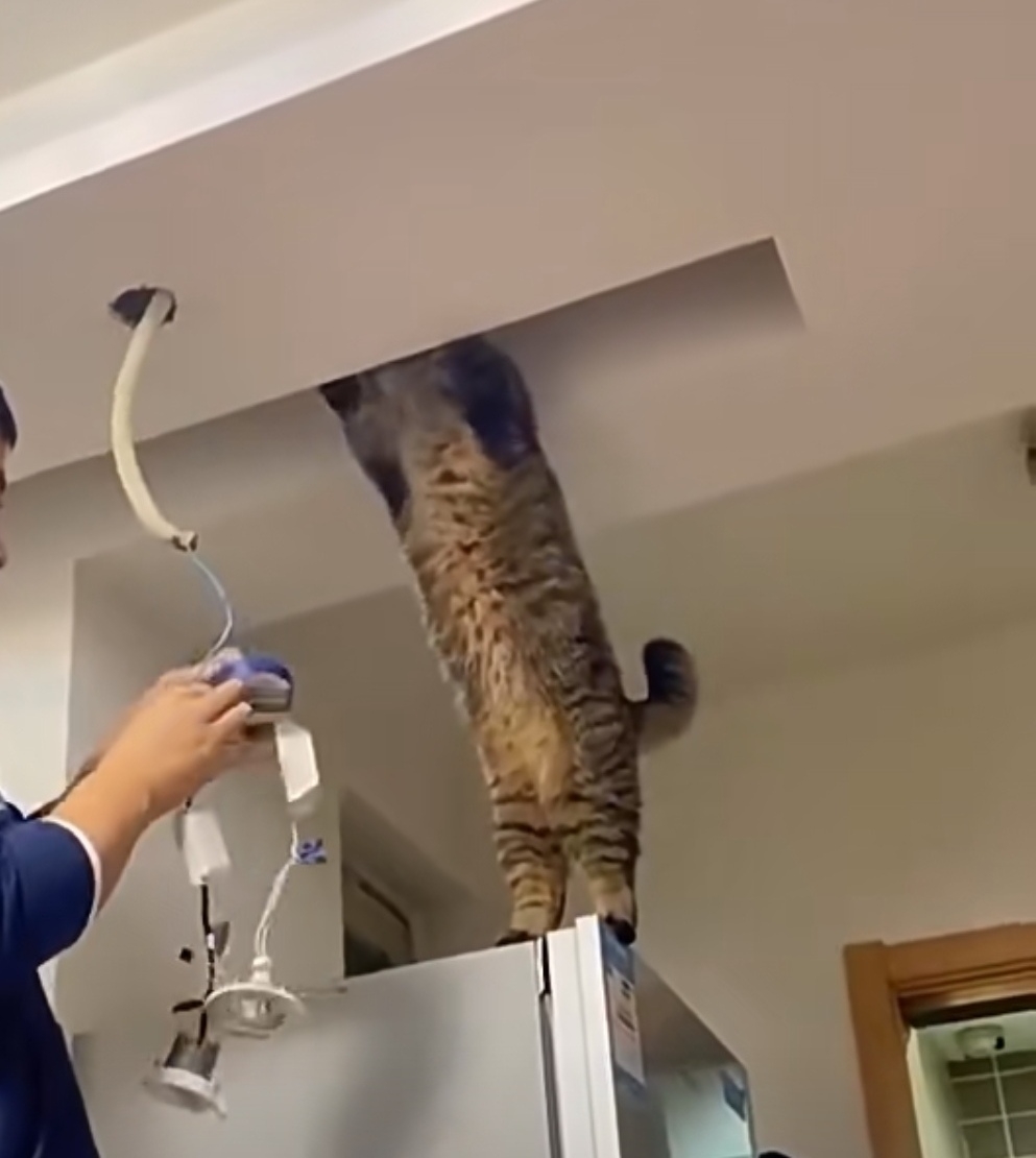 奴才：小心點，還給我雙腳站立