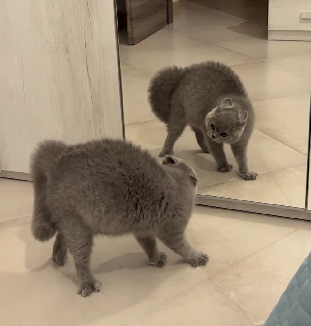 奴才：額！這樣不好啦