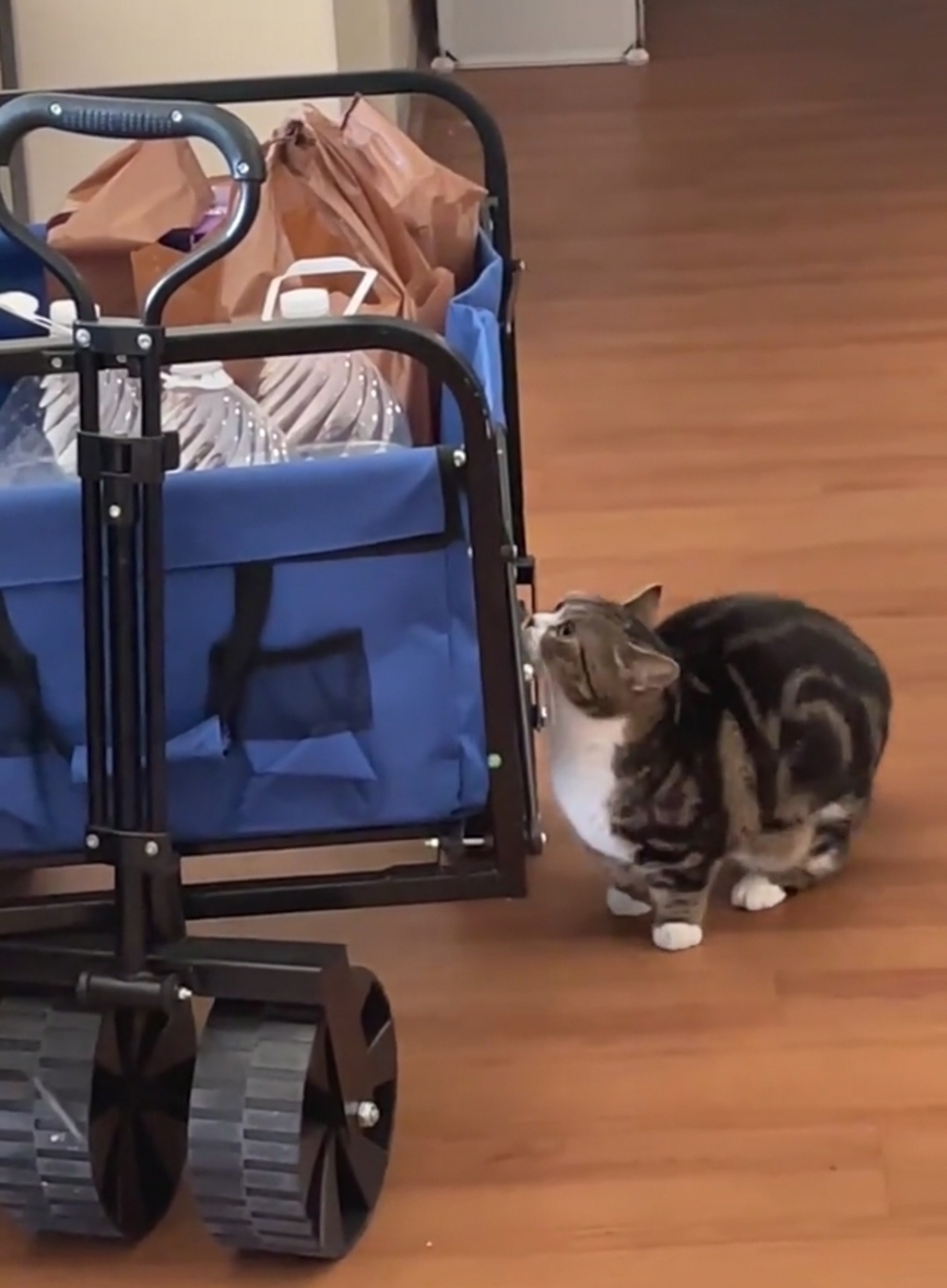 奴才：你猜一猜啊！