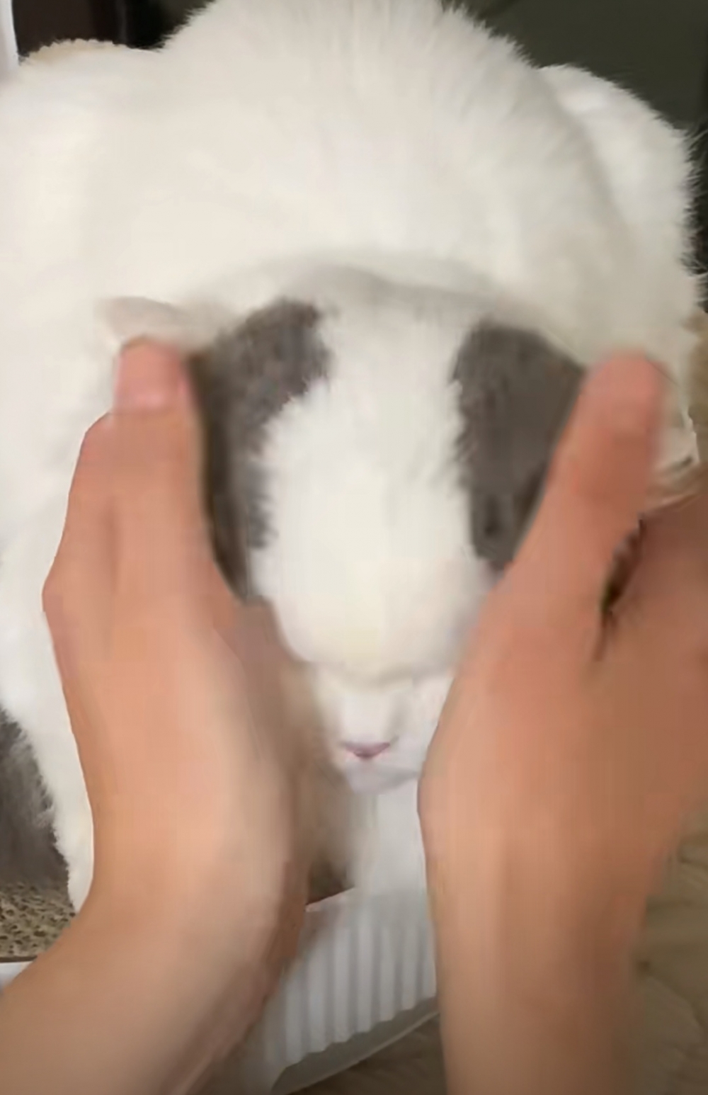 喵：唉~奴才開心就好