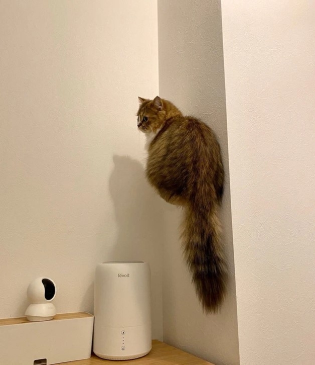 奴才：哇！怎麼辦到噠？