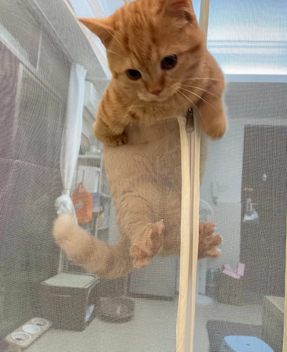 奴才:好啦好啦,現在就救你下來