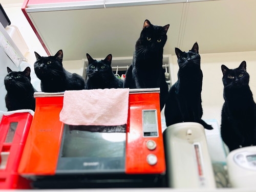 奴才：多慮了啦~別擔心啊