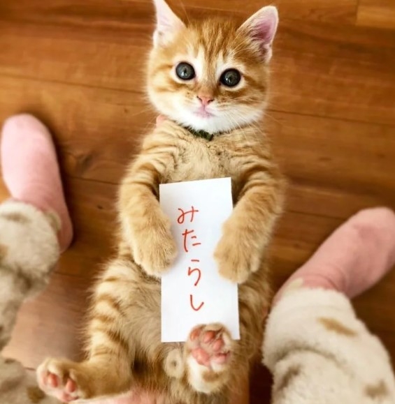 奴才:「御手洗」挺好聽的~