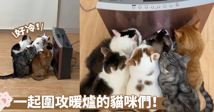 快要擠爆了啦！六隻貓咪為了取暖，已經快將暖爐出風口給堵死囉~