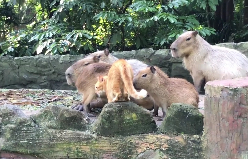 水豚：還沒到時間啊