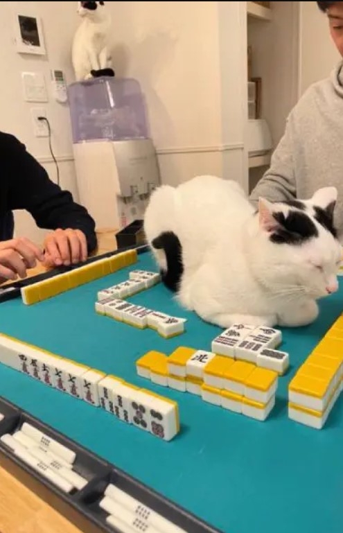 奴才：要求好多啊