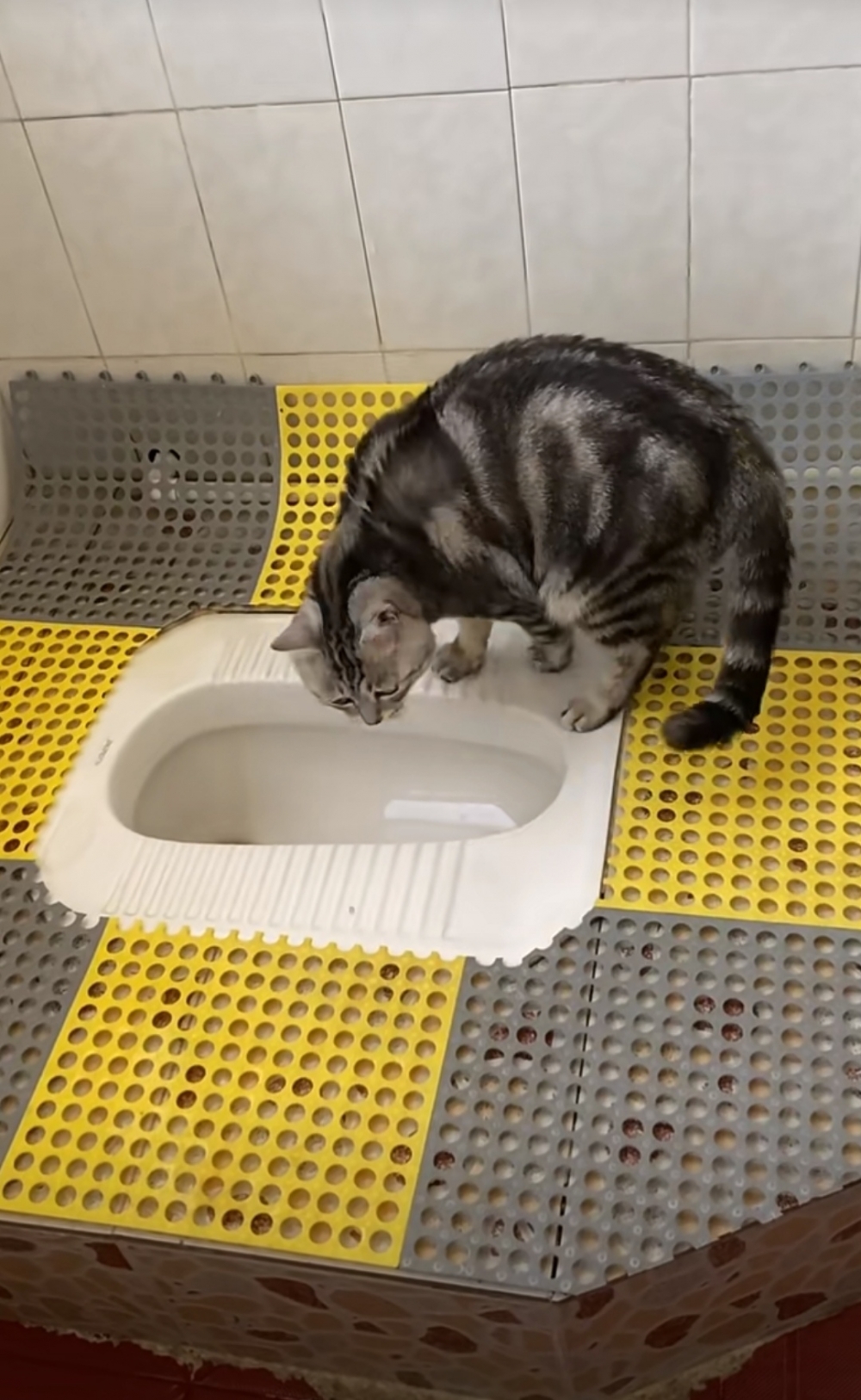 奴才：喝了就是臭臭喵了