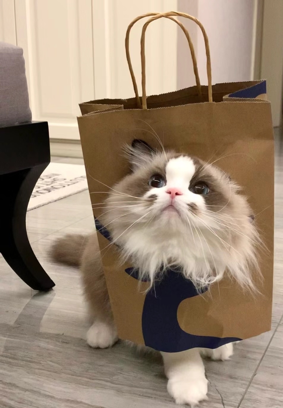 喵：先謝謝奴才啦！