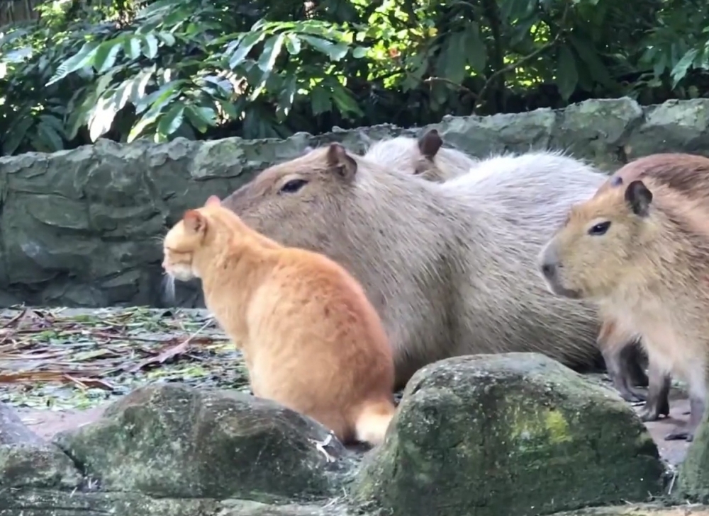 喵：路上遇到了好玩的所以來遲了~