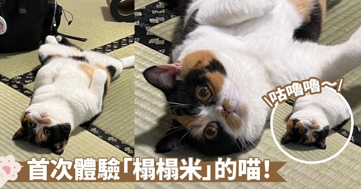 獨自享受也是一種幸福～榻榻米上發現一隻仰睡的貓咪在發出「咕嚕咕嚕」的聲音喔！