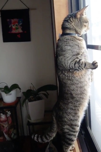 奴才：好吧！旁晚帶你出去走走好