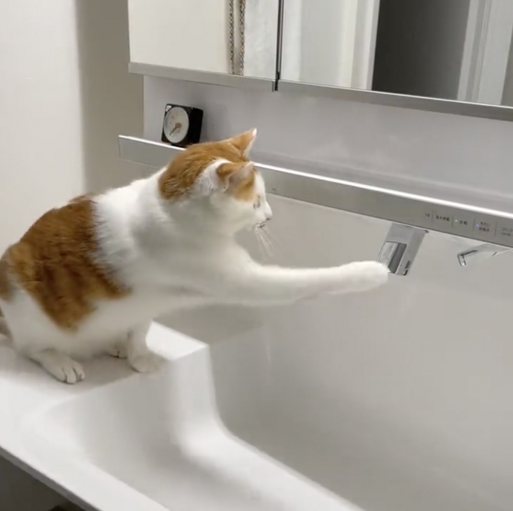 喵:好神奇,真的會有水出來