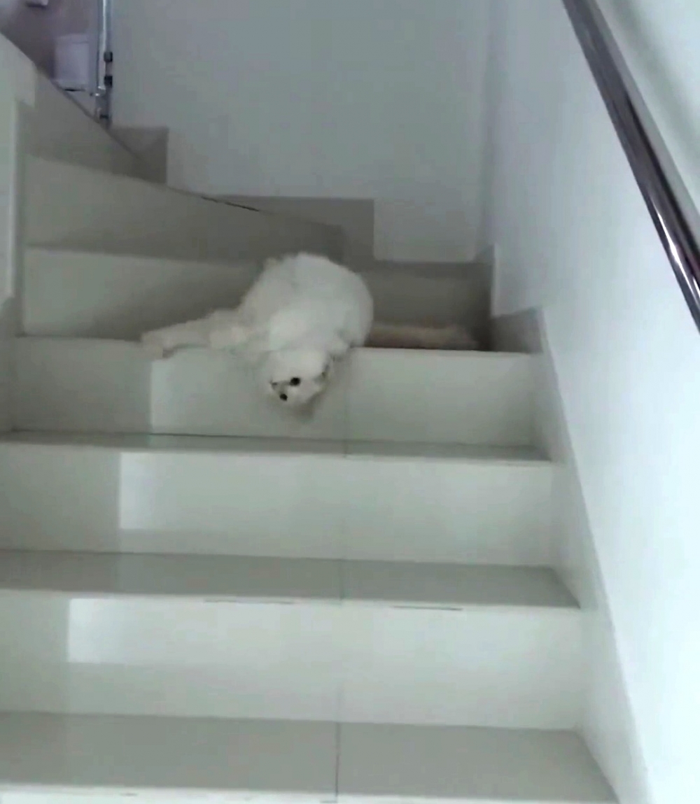 奴才：這真的不是懶嗎？