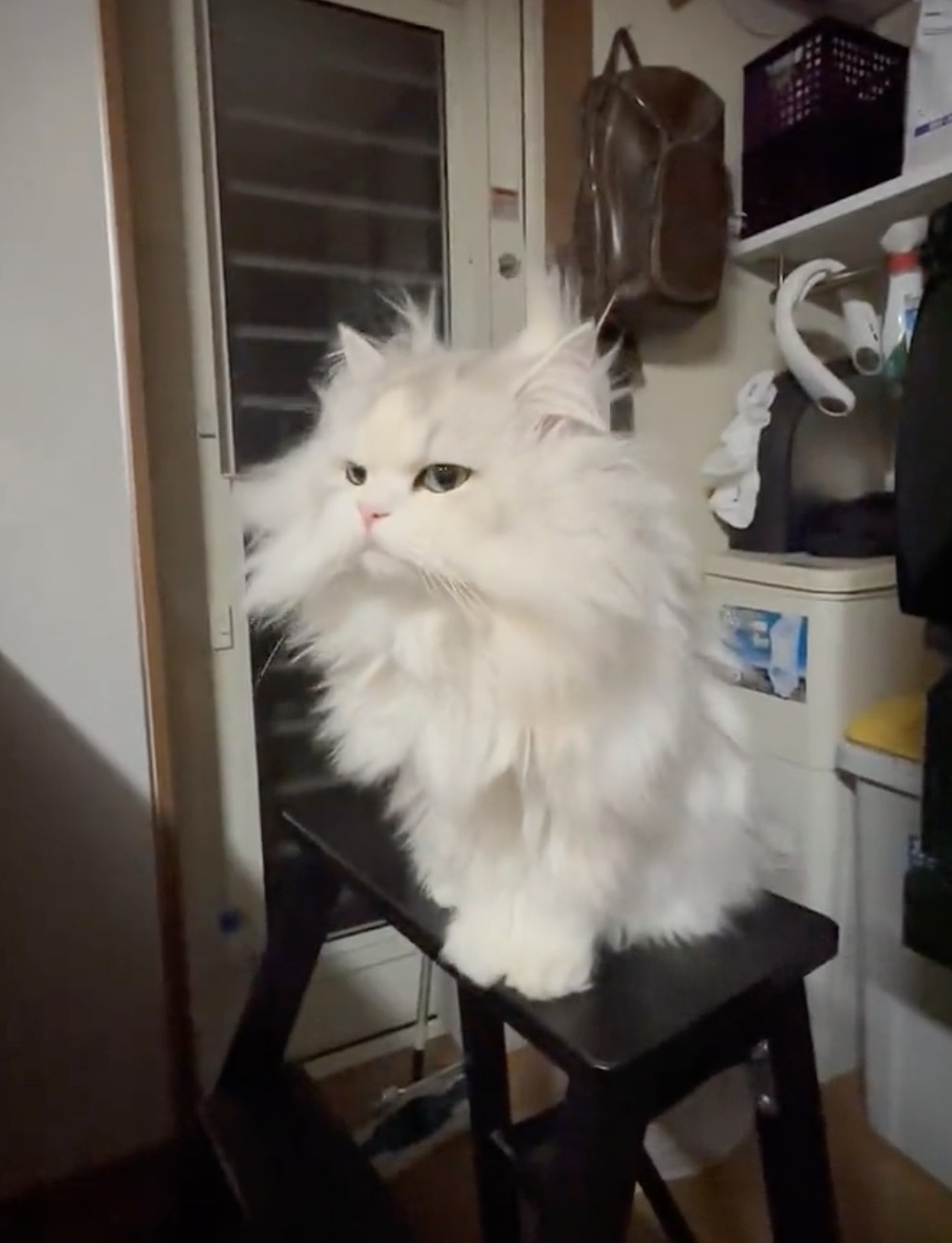 奴才：我會支持你的