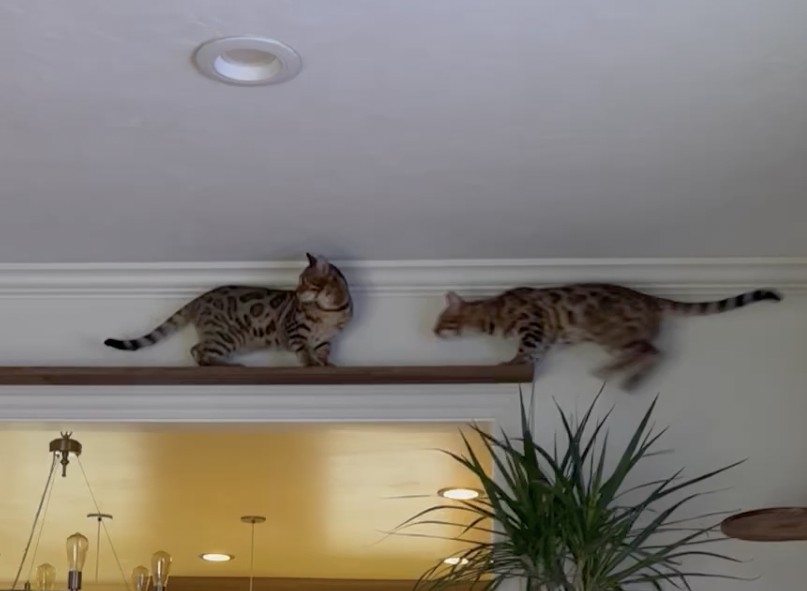 Cola:路很窄過不去了