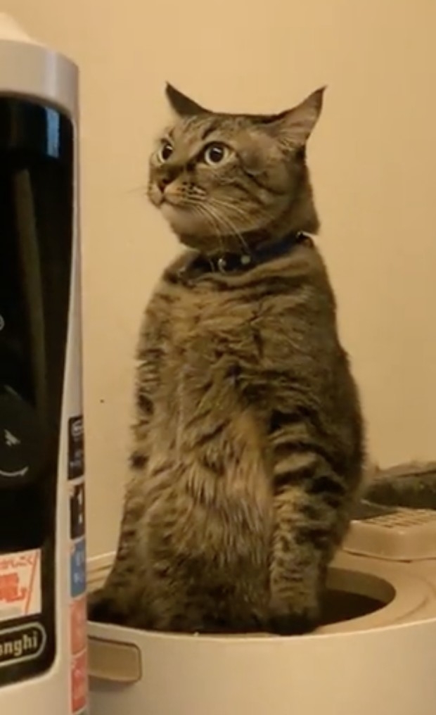 奴才：確實沒錯啦