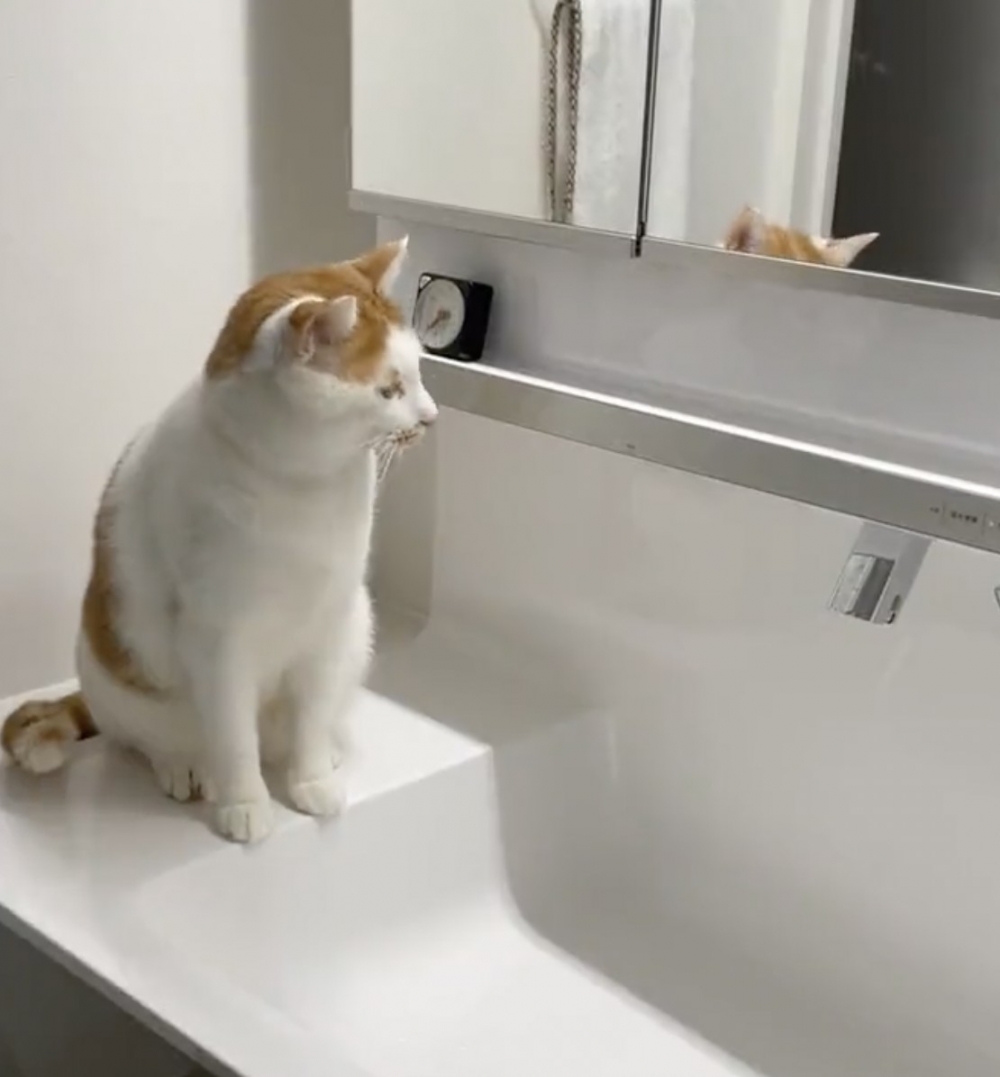 奴才:你還研究了起來啊