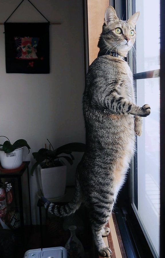 奴才：別搞得像是我都不帶你出門一樣啊！