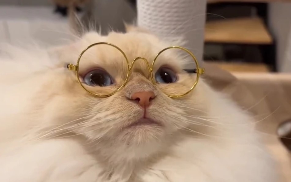 奴才：看來我的眼光很好嘛