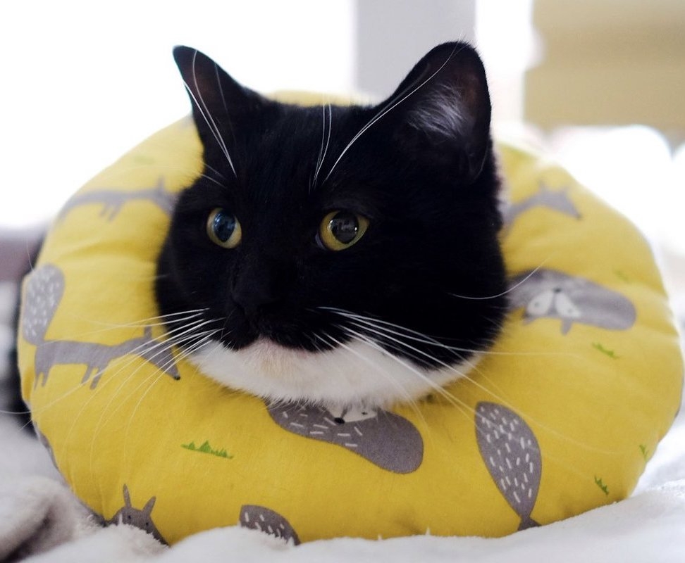 奴才：的確是很有感染力囉