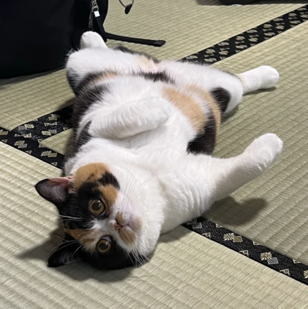 奴才：這是愛上「榻榻米」了嗎～