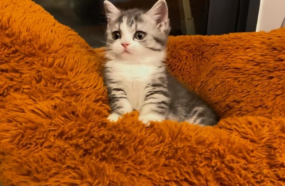 奴才：看得我都想也來躺一躺了