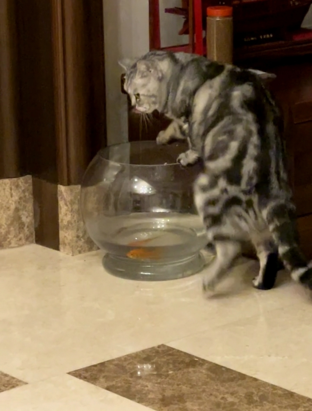 奴才:哎呀~還發脾氣了啊