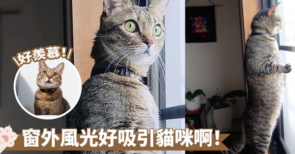 窗外的世界真美好~都有點想要出外走走了!喵:為什麼其他喵喵可以出門散步?