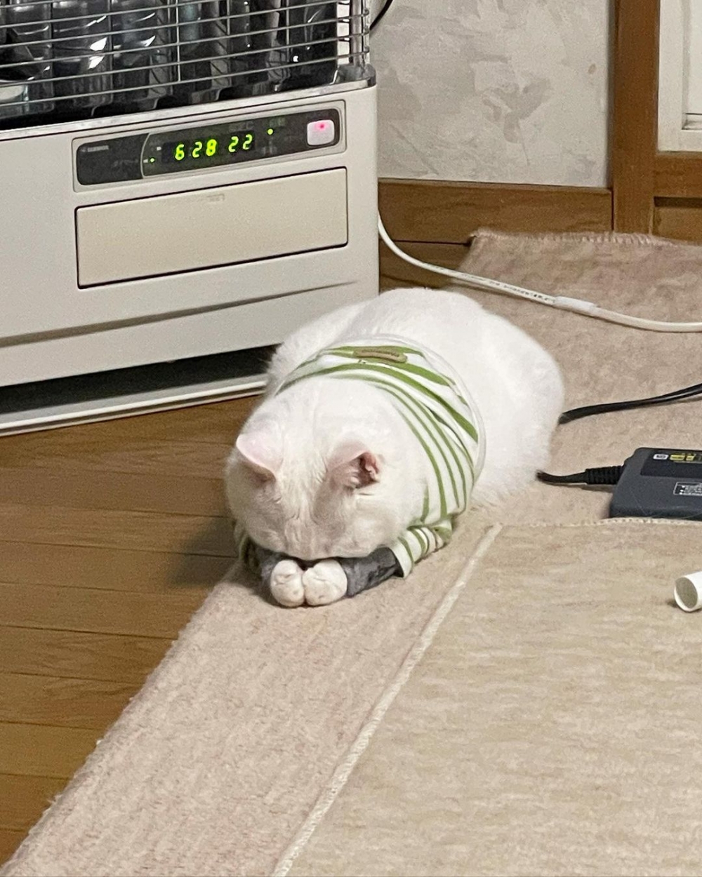 奴才：給我磕頭嗎？