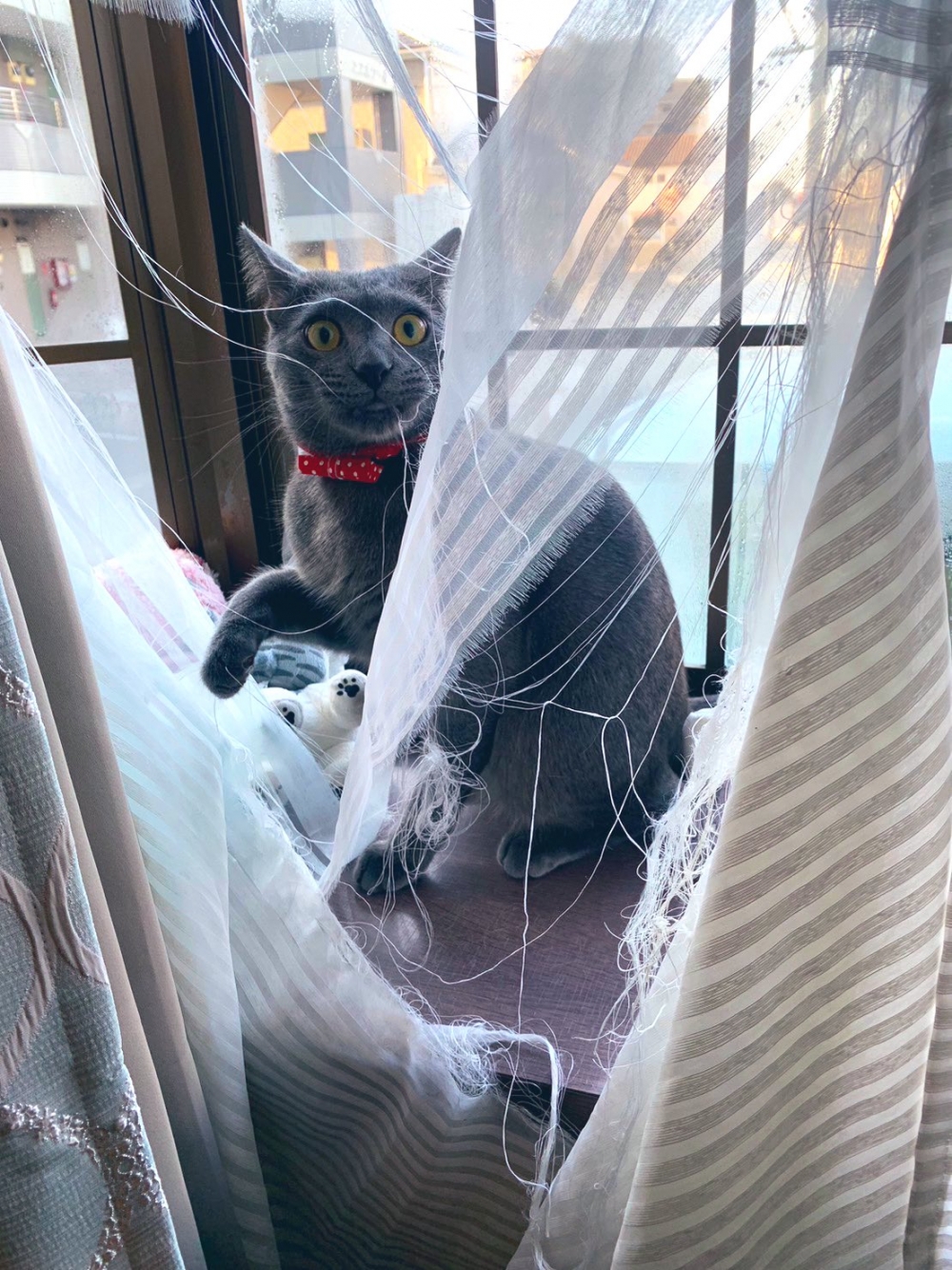 奴才：自己讚自己嗎？