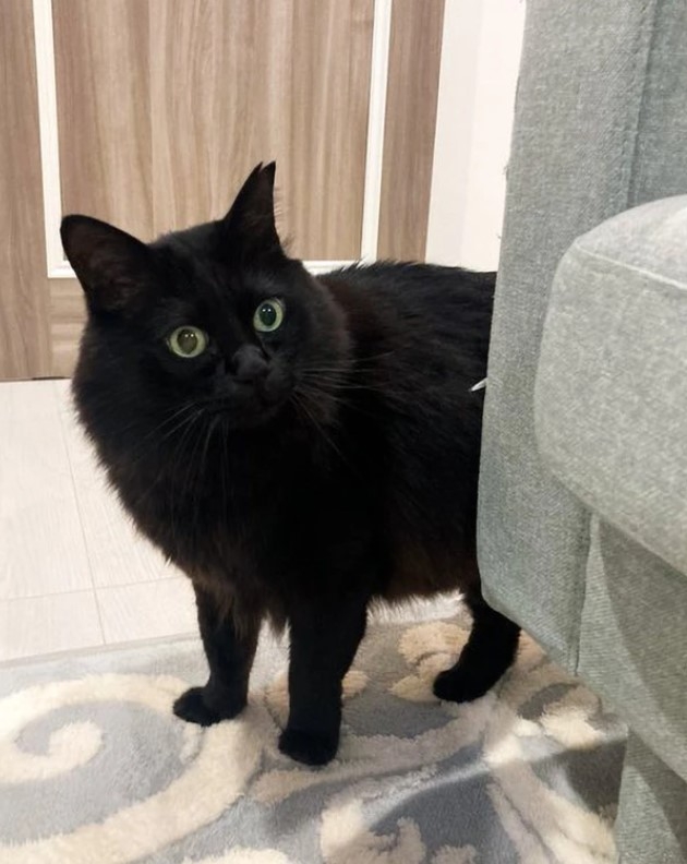 奴才:好啦好啦,你喜歡就好