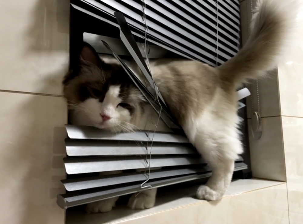 奴才：真的是拿你沒辦法啊