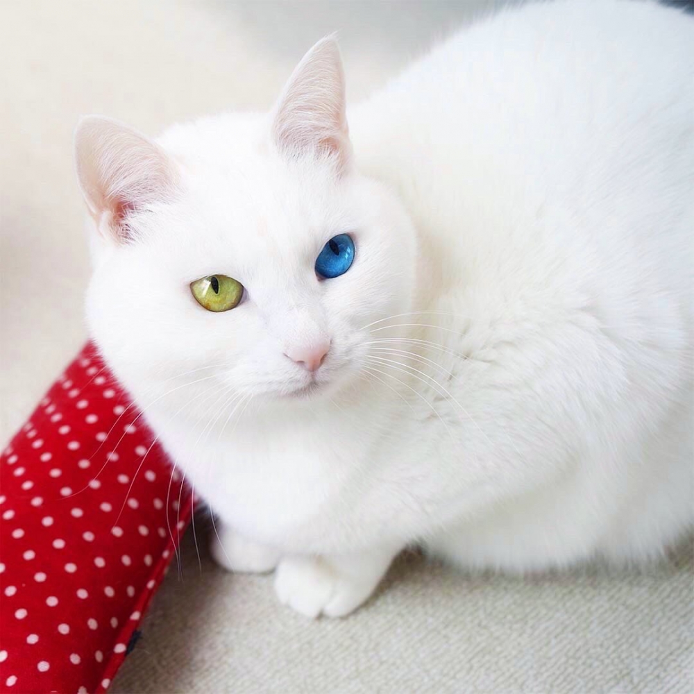 奴才：好羨慕可以長得那麼漂亮喔