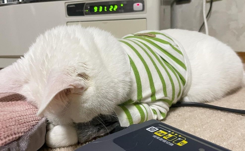 奴才：這真的很像叩拜禮啦