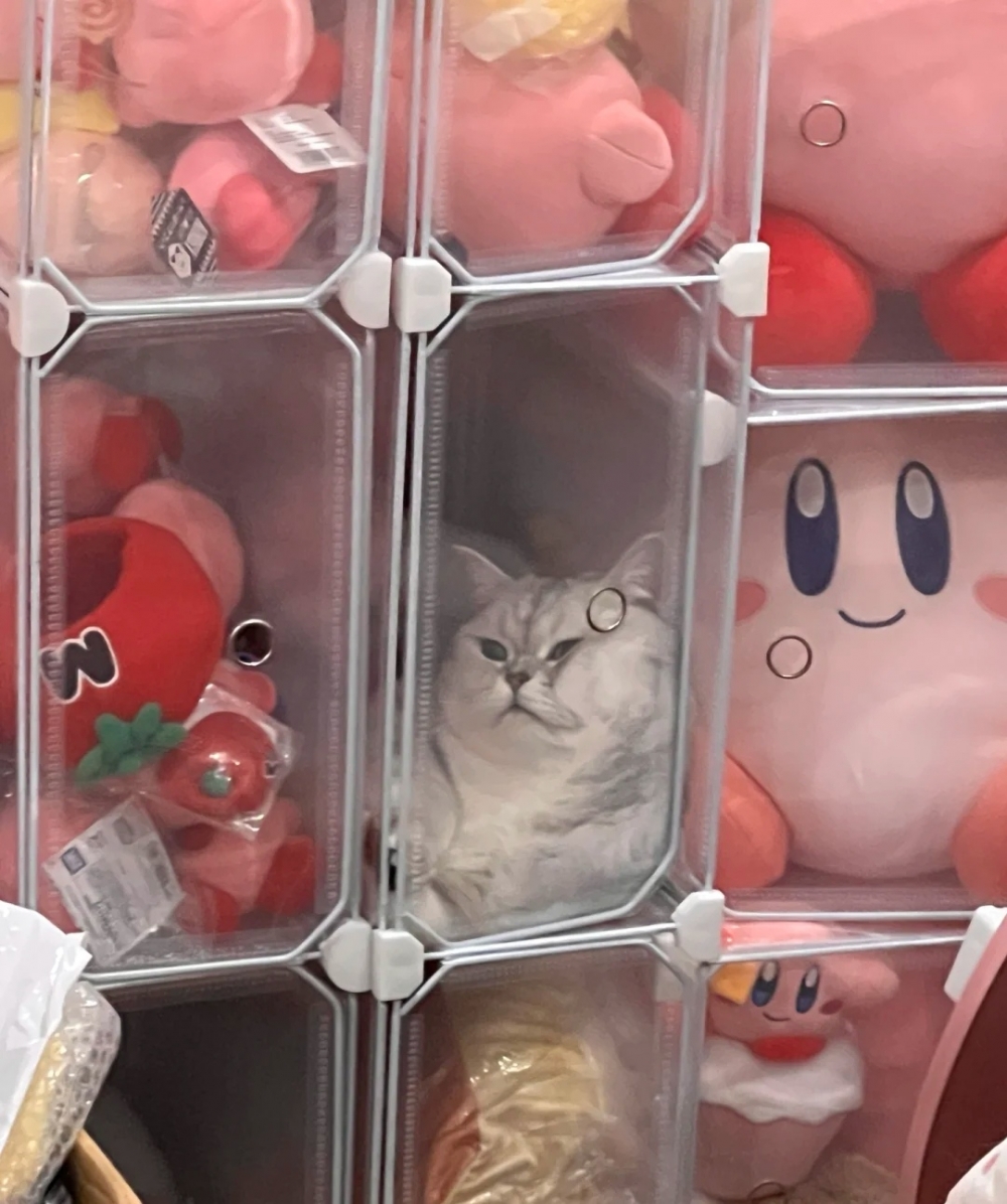 奴才：不會太窄嗎？