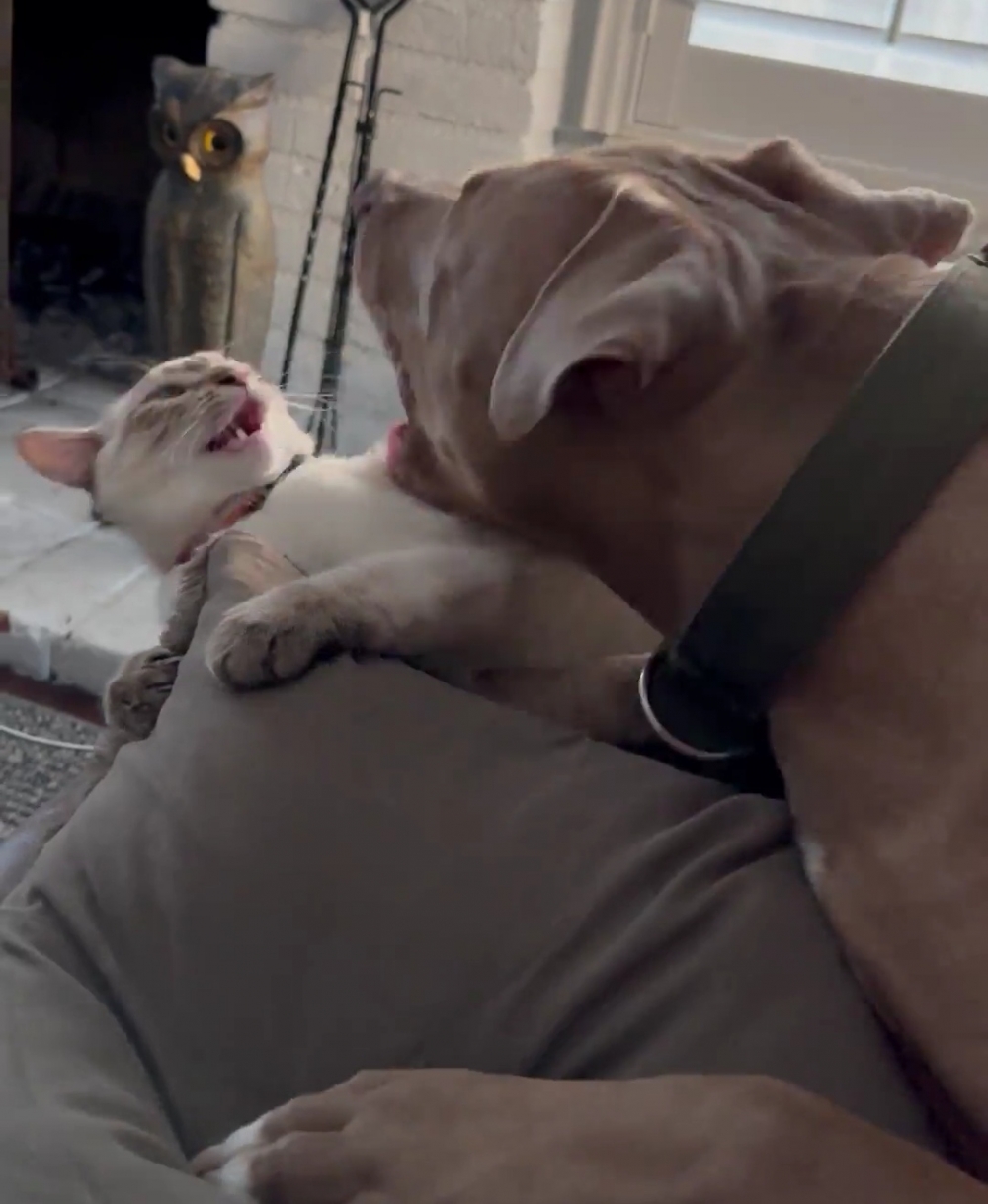 汪：小心一口就可以把你的頭含住喔！