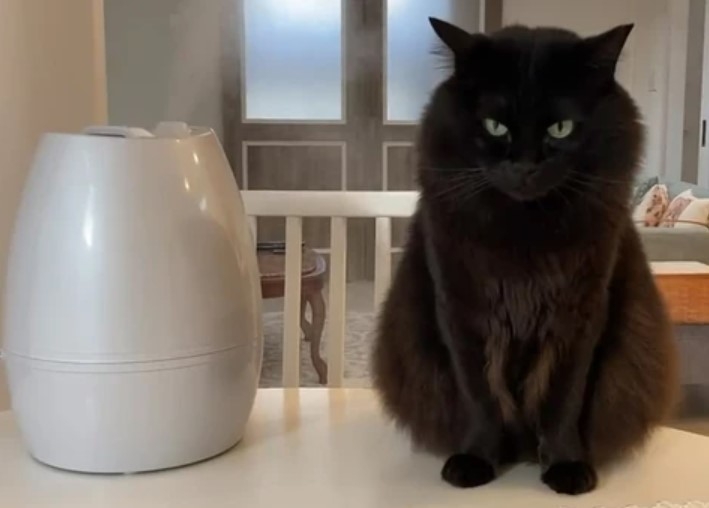 奴才:也太愛漂亮了吧