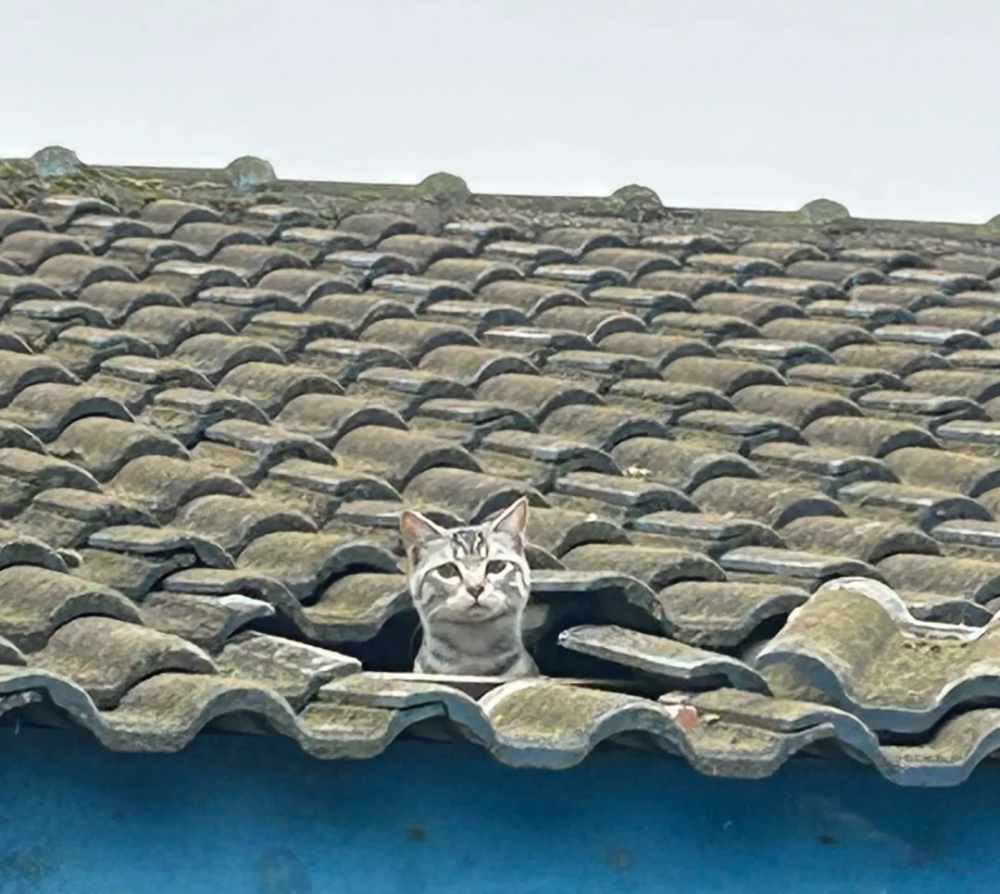 奴才：這是放鬆嗎？這是為難我吧！