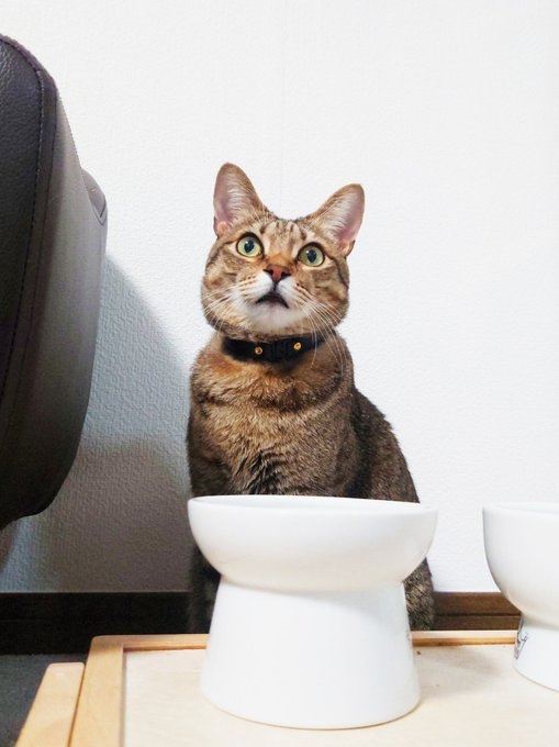 奴才：被你折服