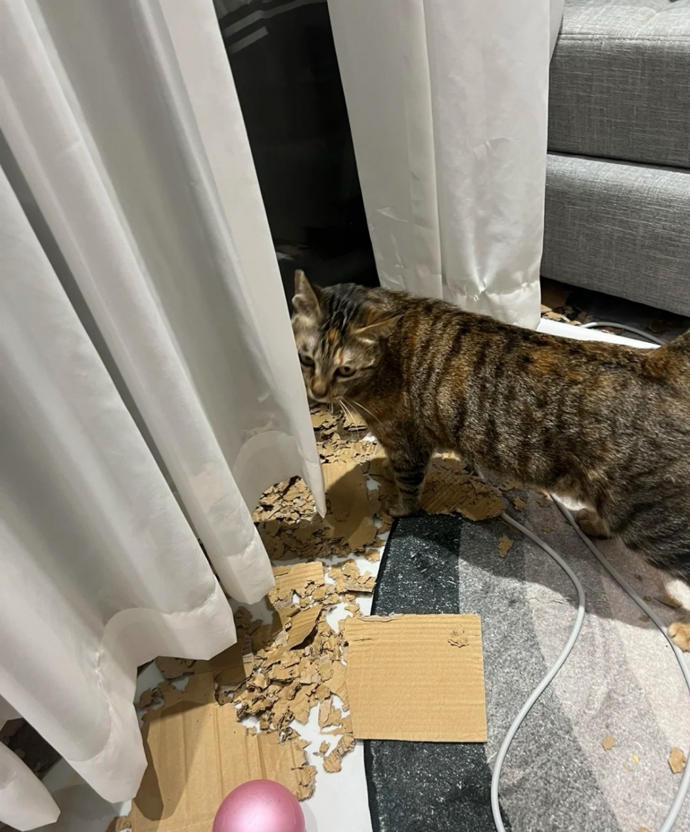 奴才：你開心我開心大家都開心啦