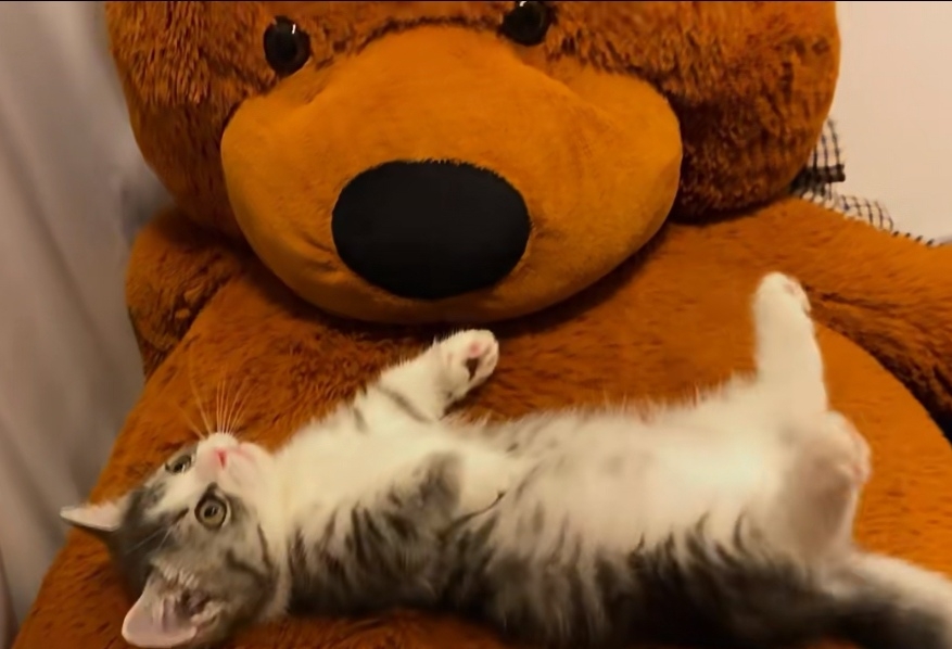 奴才：那麼快就約定好了嗎？