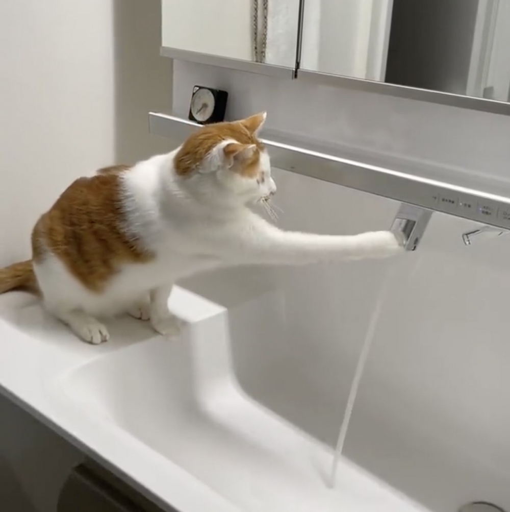 奴才:哎呀~被你發現了