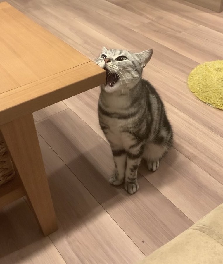 奴才：角度也太剛好了～